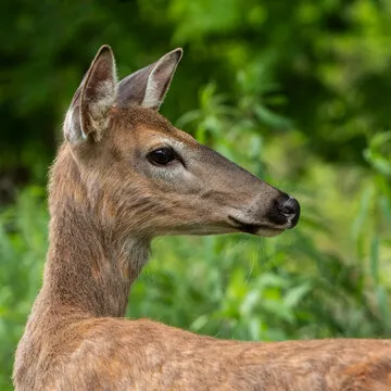 数学爱好者-赵老师